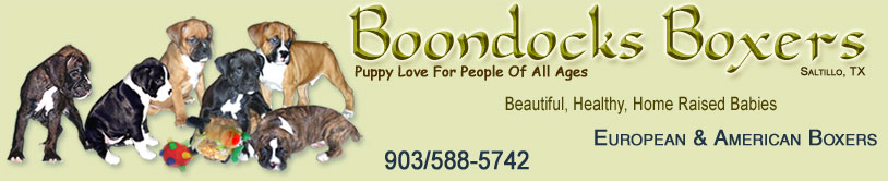 Boondocks Boxers. Saltillo Texas. Sellers of beautiful, Healthy, Home Raised, Well Socialized European and American Boxer Dogs. 903/588-5742.